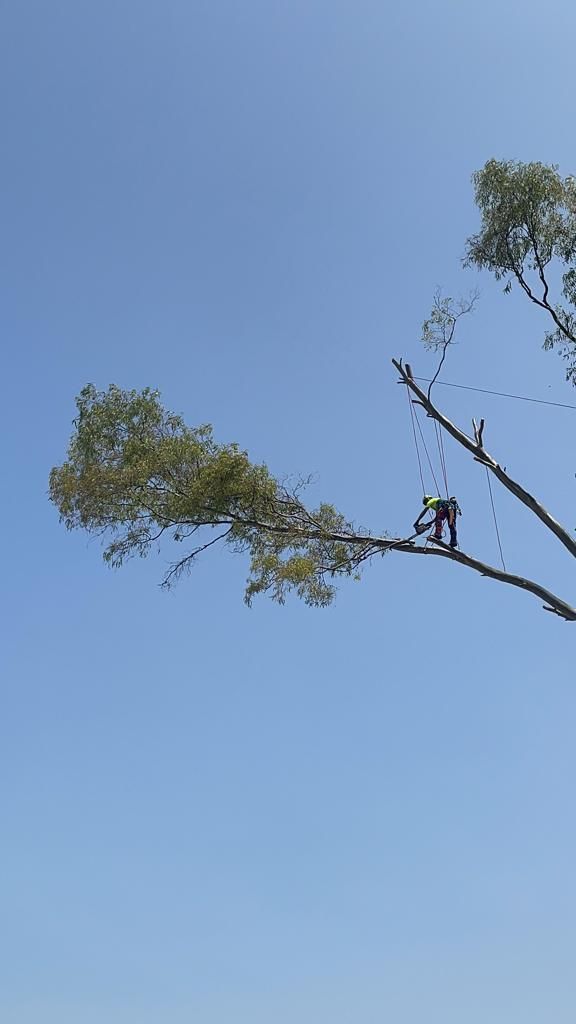 poda de árboles