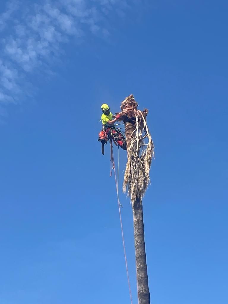 poda de árboles